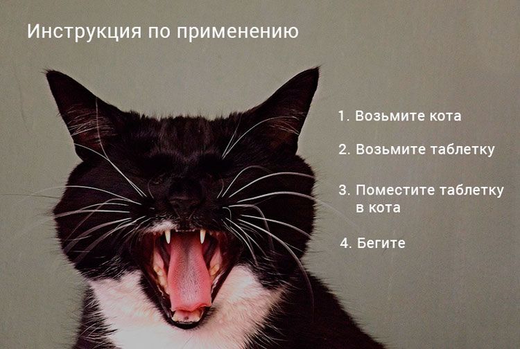 Comment donner un comprimé à un chat