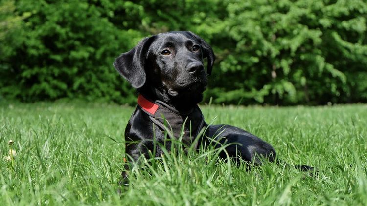 Labrador noir sur l'herbe