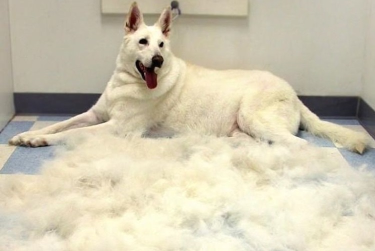 Le chien est allongé sur le sol après avoir été brossé.