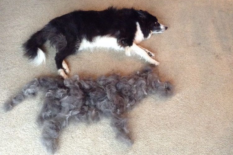 Chien et laine peignée