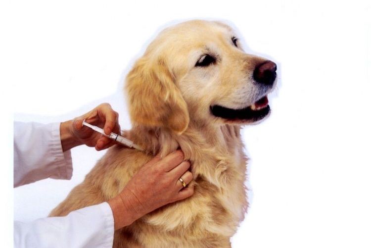 On administre une injection au chien au niveau du garrot.