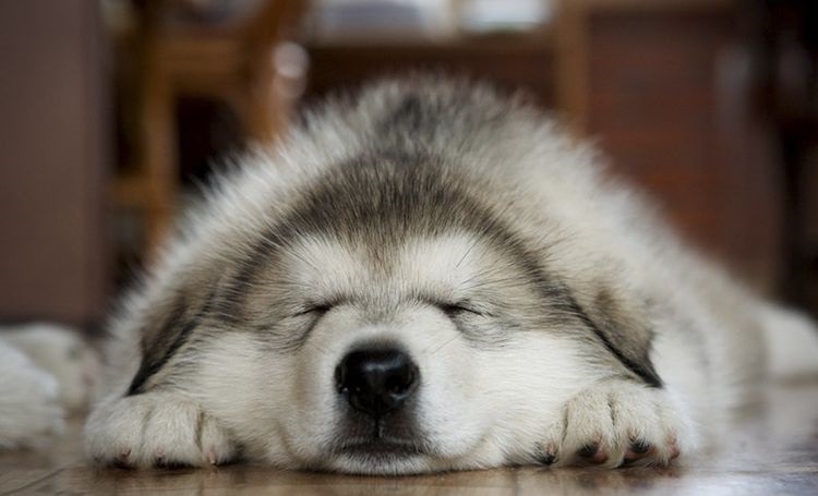 Le husky dort