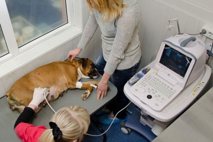 Les chiens subissent des échographies