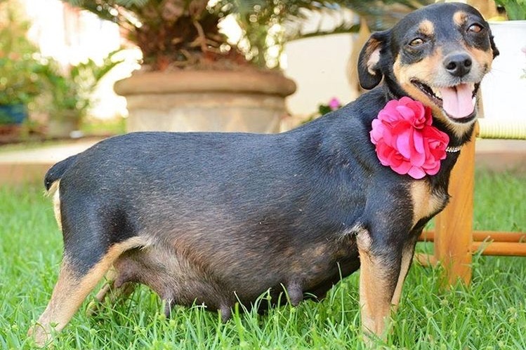 Une chienne enceinte avec une fleur autour du cou