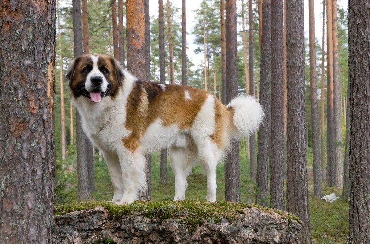Chien de garde de Moscou dans la forêt
