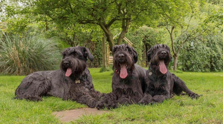 Trois Schnauzers géants