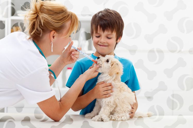 Le chien reçoit du Caniquantel