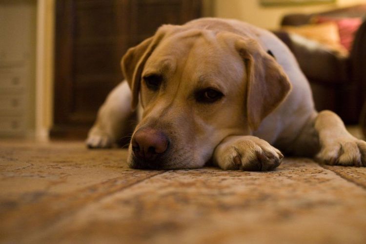 L'apathie chez un chien