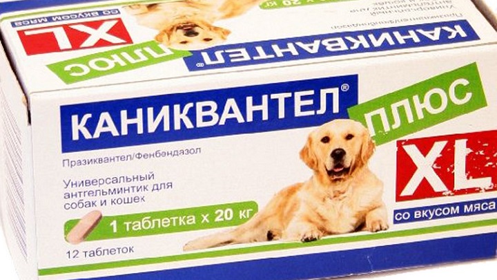 Caniquantel Plus pour chiens