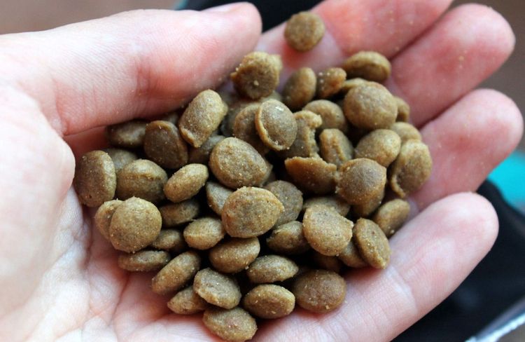 Granulés secs pour chiens