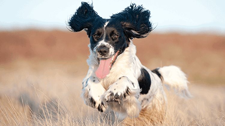 Un chien court à travers un champ