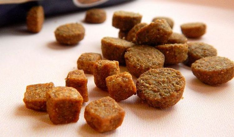 Patchouli Quatre Pattes