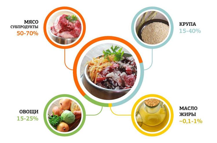 Composition du régime alimentaire d'un chien