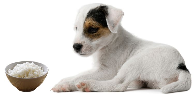 Du riz pour les chiens