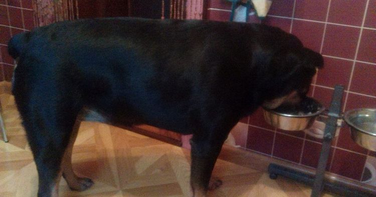 Rottweiler mange