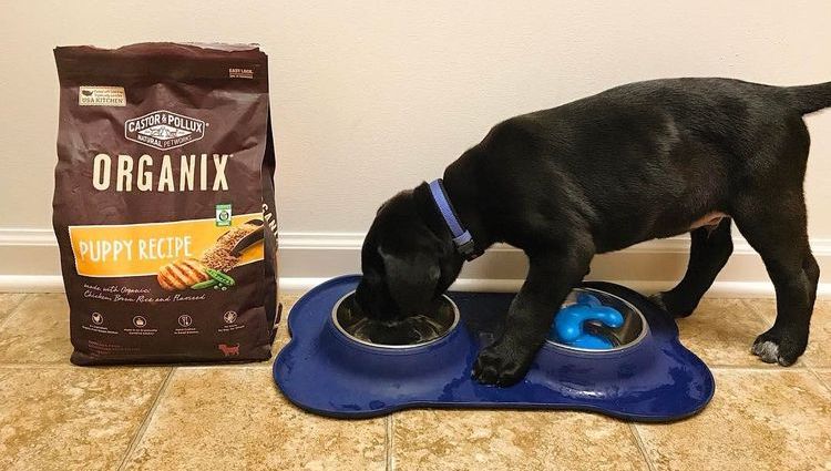 Un gros chiot de chien mange