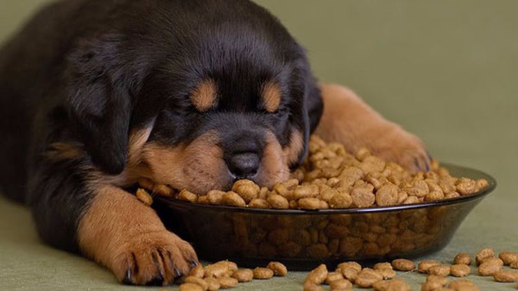 Un chiot dort dans une gamelle de nourriture
