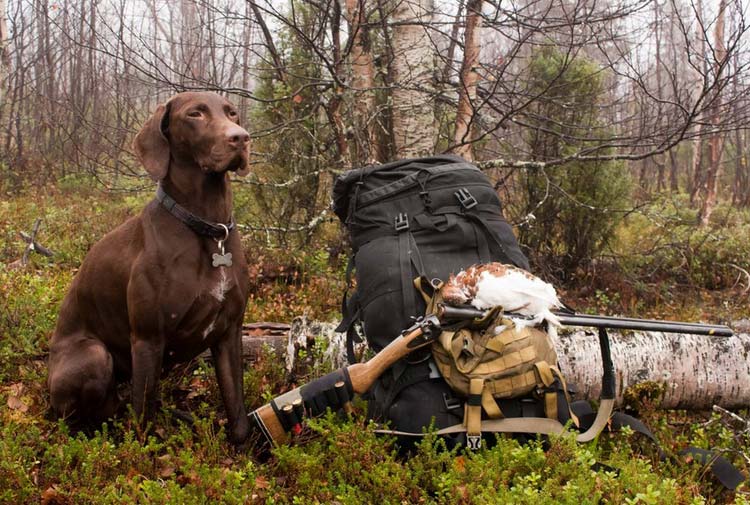 chasser avec un Kurzhaar