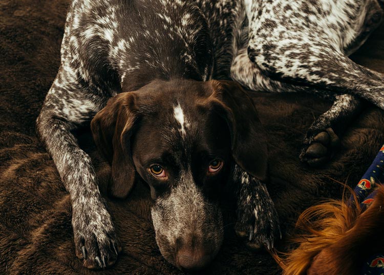 maladies de Kurzhaar