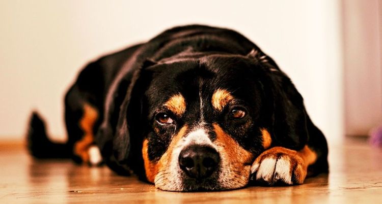 Un chien léthargique