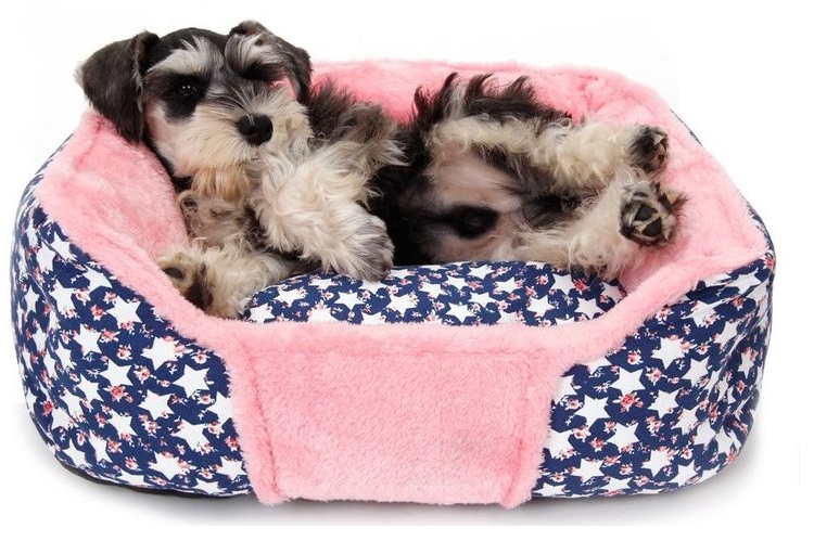 Un chien dans un lit