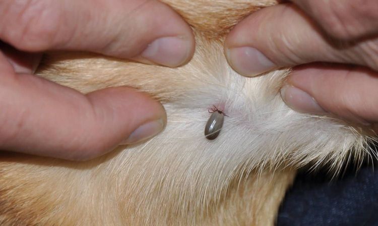 Une tique sur un chien