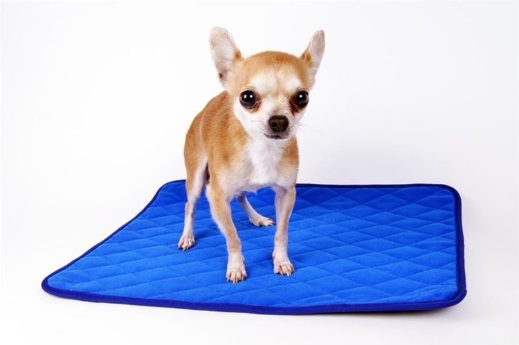 Le chiot se tient debout sur une couche réutilisable.