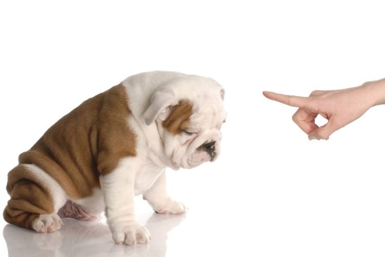 Le chien est en train d'être grondé.