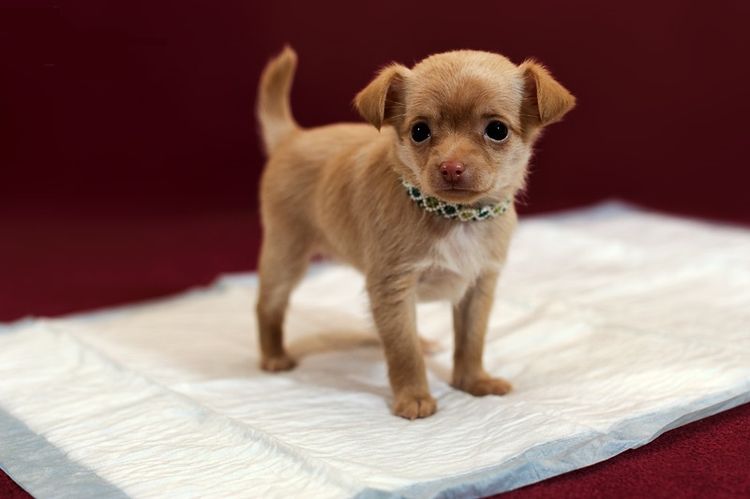 Un petit chien se tient debout sur une couche.