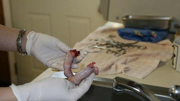 pyomètre chez un chat