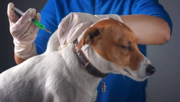 On administre une injection au chien.