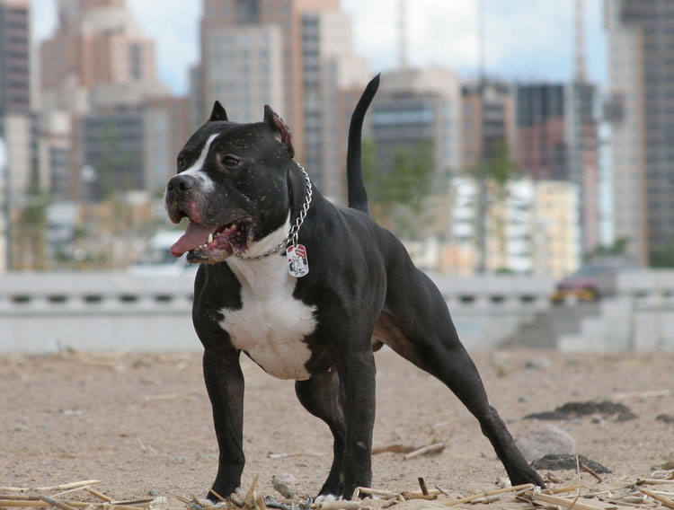 race de chien Pitbull
