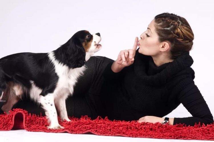 Un chien qui hurle et son propriétaire