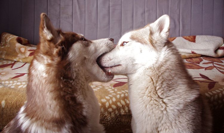Un chien mâle mord une chienne au museau.