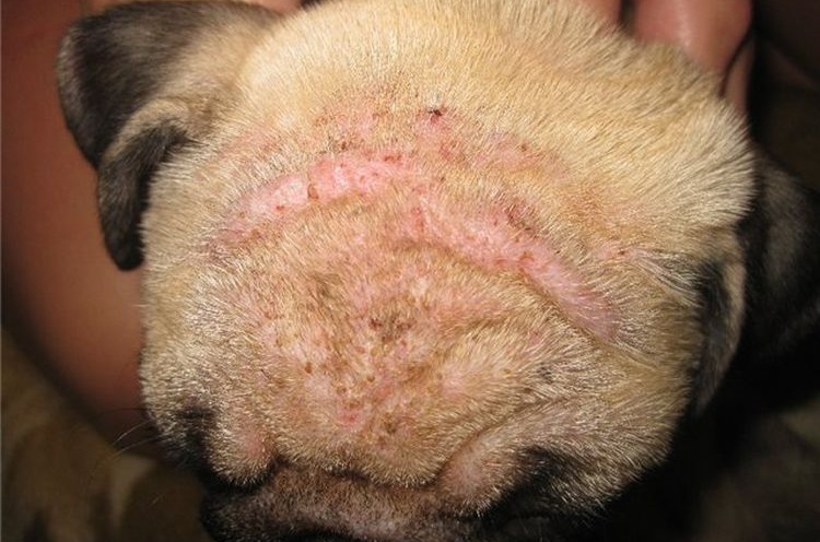 Le chien est atteint de démodécie.