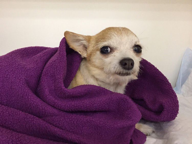 Un chien sous une couverture