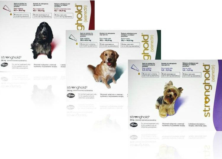 Rempart contre les puces et les tiques