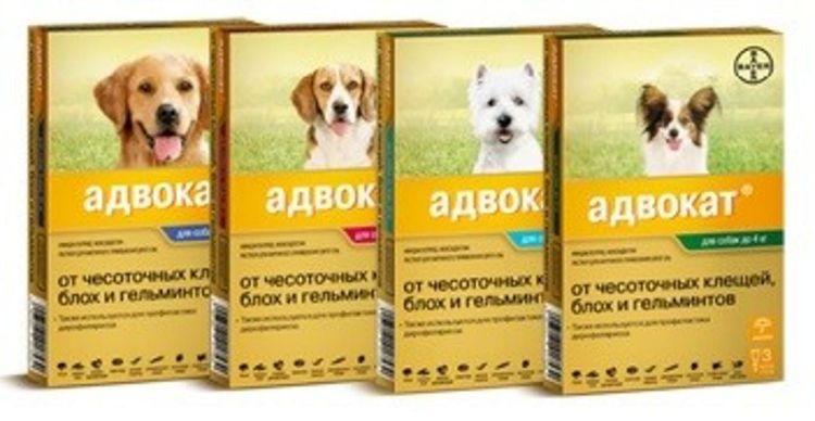 Défenseur des puces et des tiques