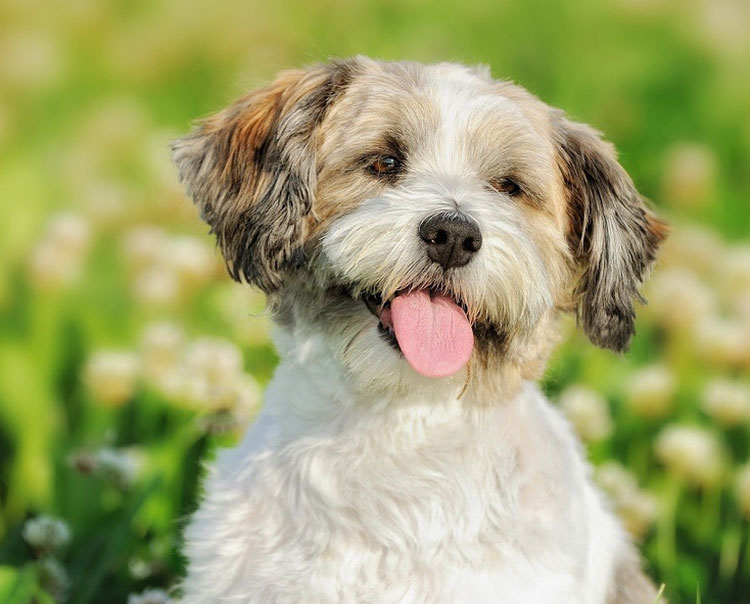 Coupe de cheveux pour chien de salon russe de couleur