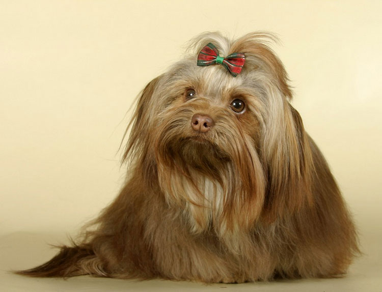 Photo russe Tsvetnaya Bolonka