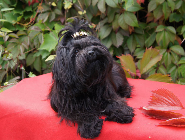 Bolonka russe colorée standard