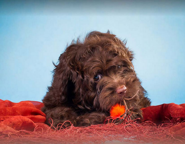 Chiot russe Tsvetnaya Bolonka