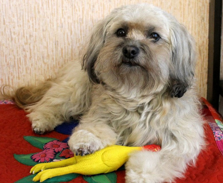 garder un petit chien de race russe