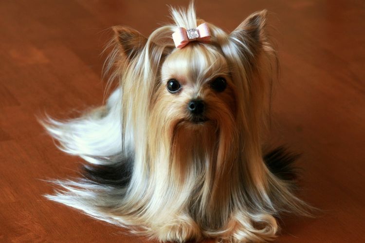 Yorkshire Terrier avec un nœud