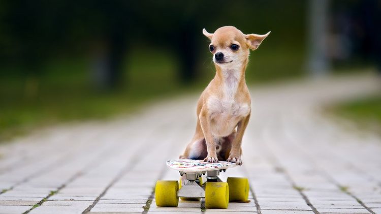 Chihuahua sur un skateboard