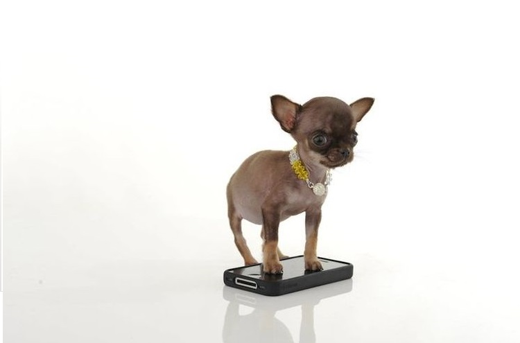 Le chien est debout sur un téléphone portable