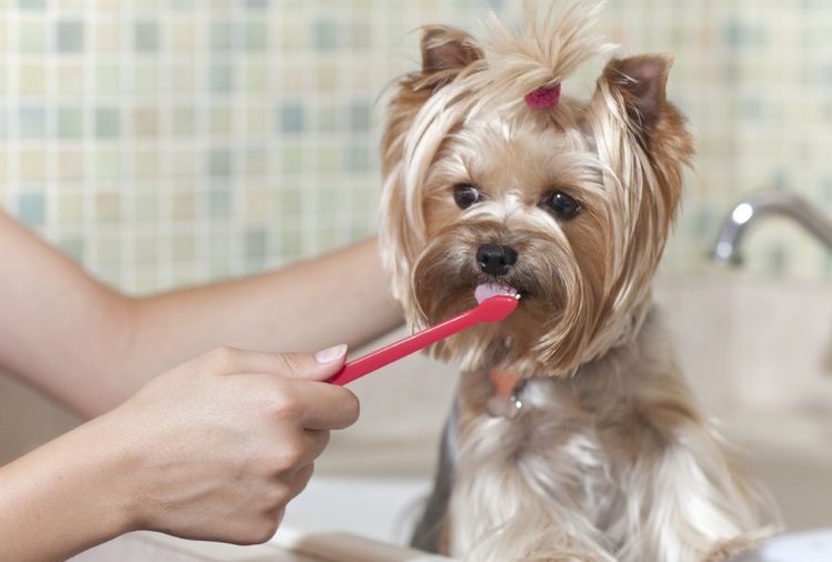 On brosse les dents de Yorkie.