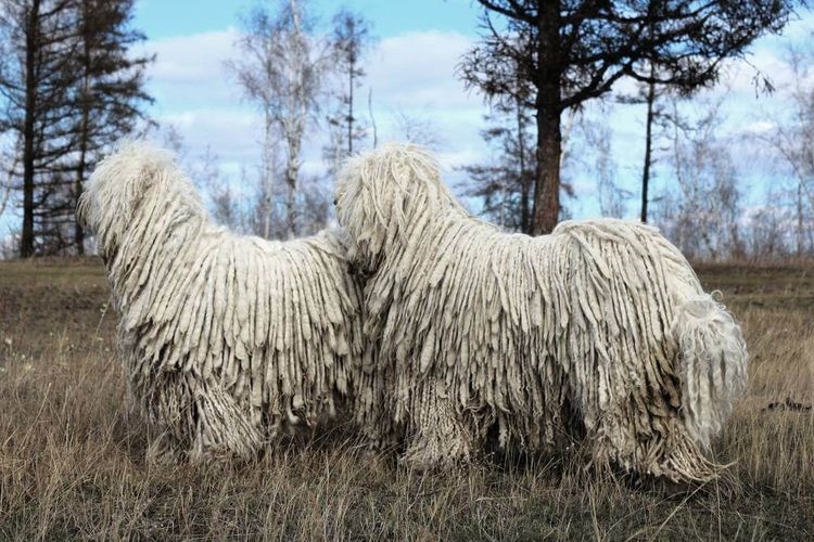 Komondor