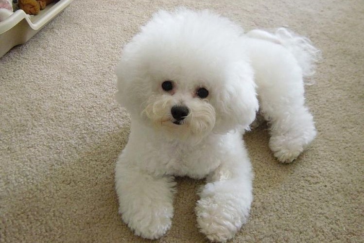 Bichon de Lyon
