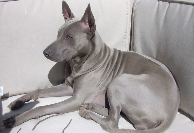 Crête thaïlandaise